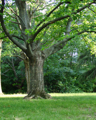 Obraz premium stare drzewo