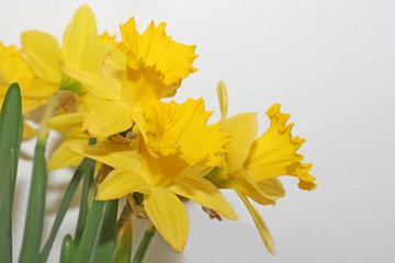 daffodil gathering