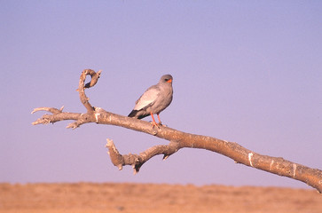 chanting-goshawk in etosha