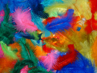 plumes colorées - obrazy, fototapety, plakaty