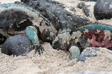 bataille d'iguanes marins