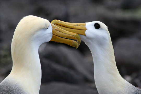 parade nuptiale des albatros des galapagos © Frédéric LEVIEZ