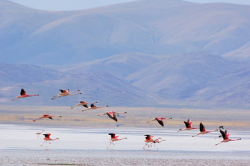 Fototapeta premium envol de flamant rose