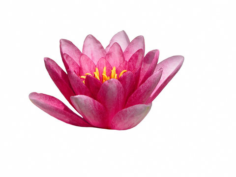 lotus flower design element