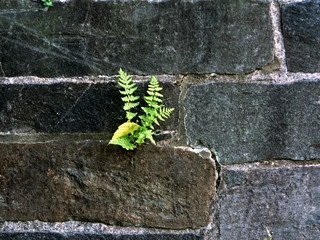 centuries old brick cobblestone
