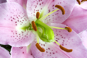 oriental lily close up of centre of flower