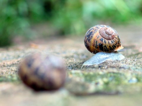 escargots