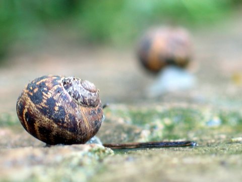 escargot