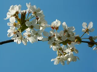 Foto op Plexiglas Kersenbloesem kirschblüten