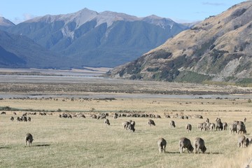 merino sheep 1
