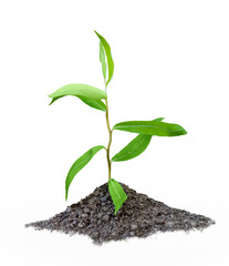 young plant