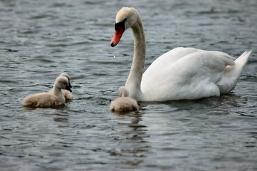 cigne et ses petits