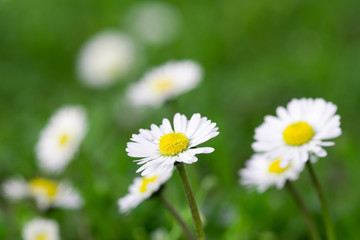 daisy flowers