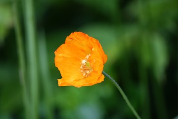 Fototapeta premium orange poppy