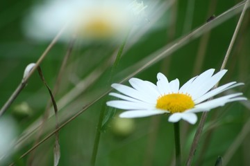 river daisy