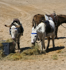 beach donkeys
