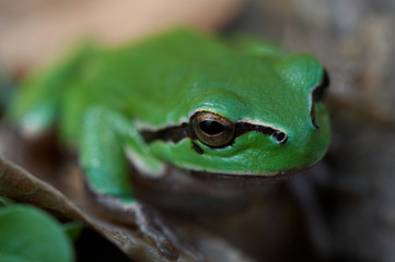 green frog