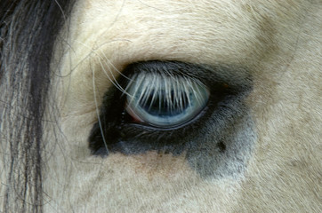 Fototapeta premium horse eye