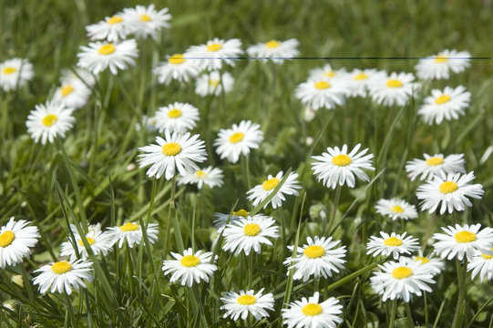 dasies