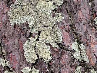 lichen on a bark of a tree