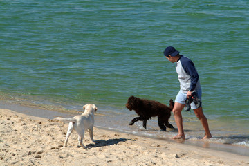 playing with dogs in beach