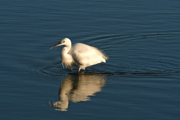 Obraz premium white heron in river
