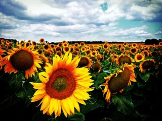 Acrylic prints Sunflower sunflowers