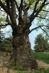 Fototapeta na wymiar big old oak-tree