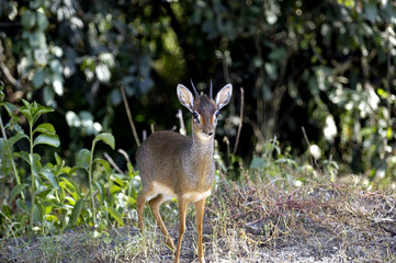 dik dik deer in kenya