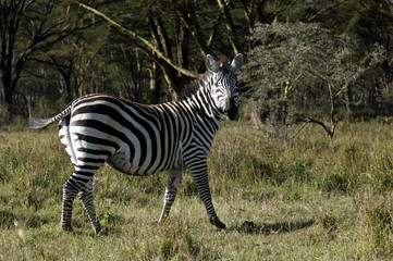 fine zebra