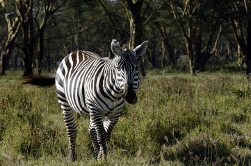 zebra