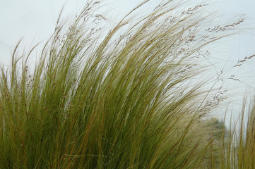 herbes dans le vent