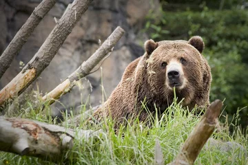 Fototapeten bear © Mat Hayward