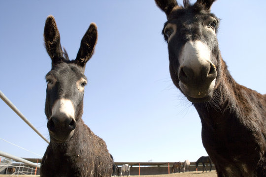 burro5758