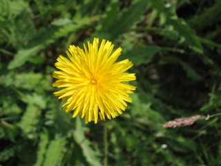 la fleur de pissenlit