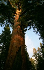 Naklejka premium yosemite valley sequoia
