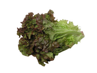 lettuce