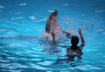 Printed kitchen splashbacks Dolphin dolphin and trainer