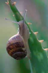 snail