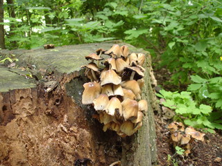pilze an stumpf 1