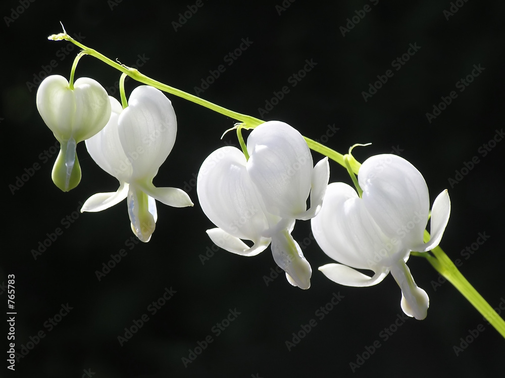 Wall mural dicentra formosa