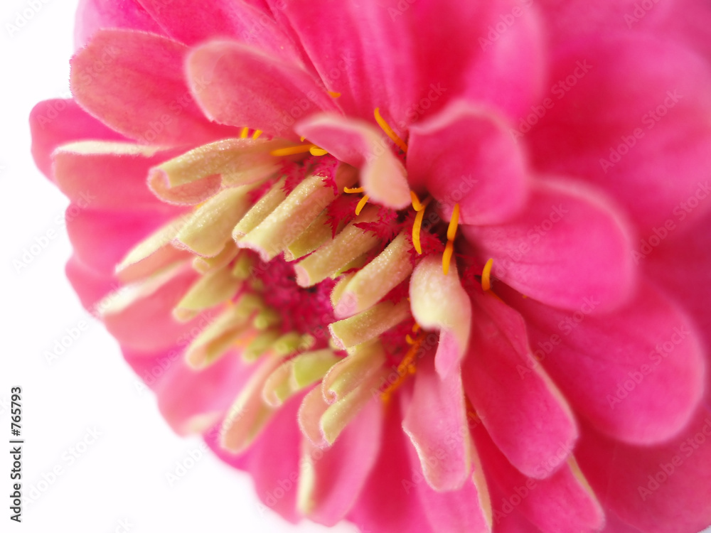 Sticker pink dahlia