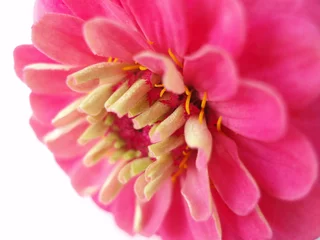 Photo sur Plexiglas Macro dahlia rose