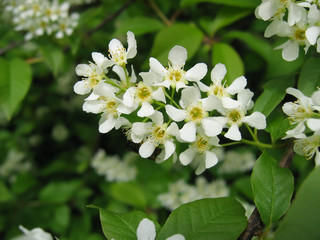 bird cherry tree