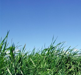 Fototapeta premium blue sky and grass