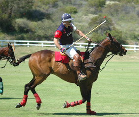 polo player