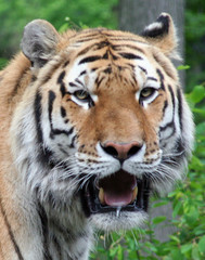 Fototapeta na wymiar głodny tygrys
