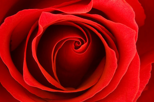 red rose