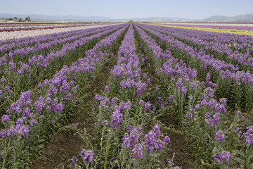 Obraz premium fileds of purple flowers