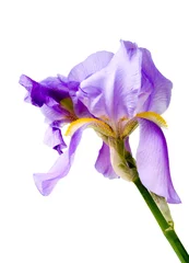 Abwaschbare Fototapete Iris Blume einer Iris